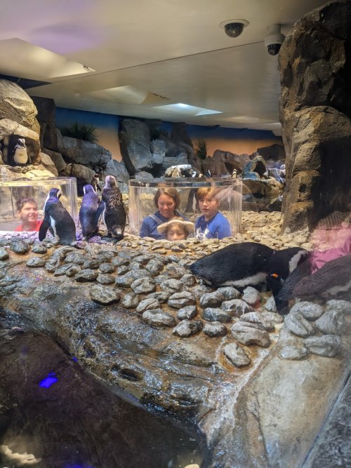 Penguins at the aquarium
